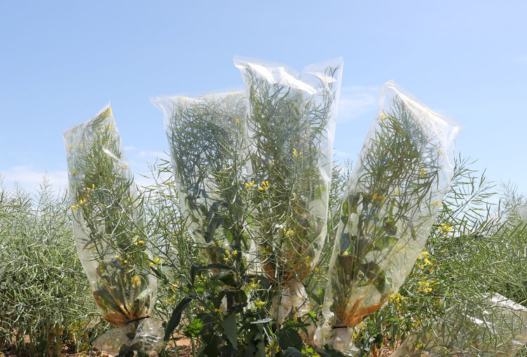Micro Perforated Pollination Bags