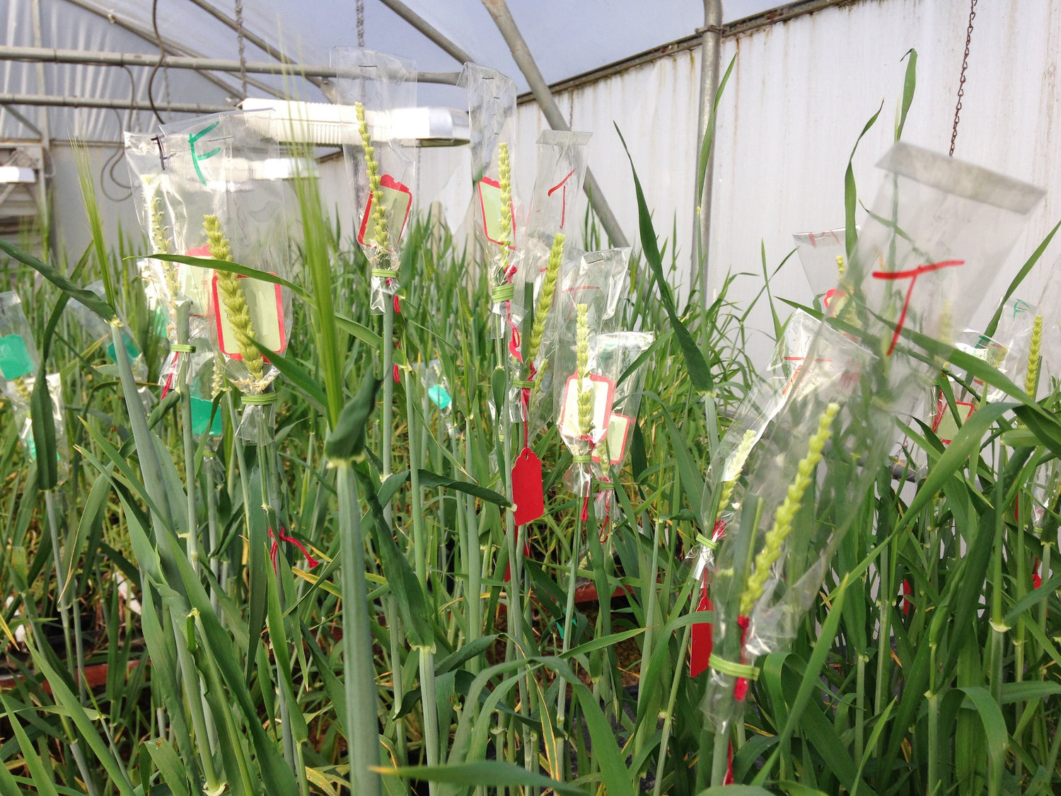 Cellophane Crossing Bags